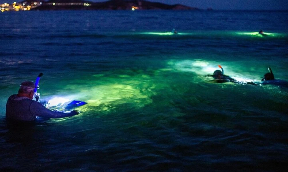 Roatan Night Diving: Experience the Ocean After Dark