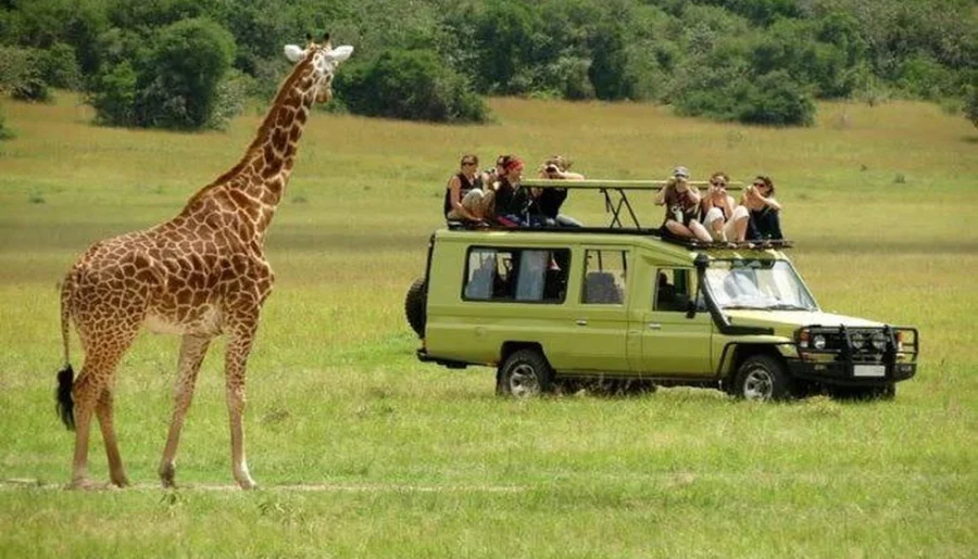 Best Private Safari Operator: Your Guide to an Exclusive African Wildlife Experience